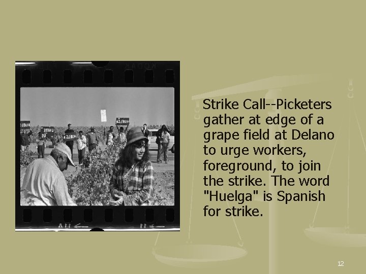  Strike Call--Picketers gather at edge of a grape field at Delano to urge