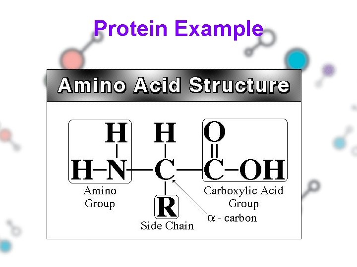 Protein Example 