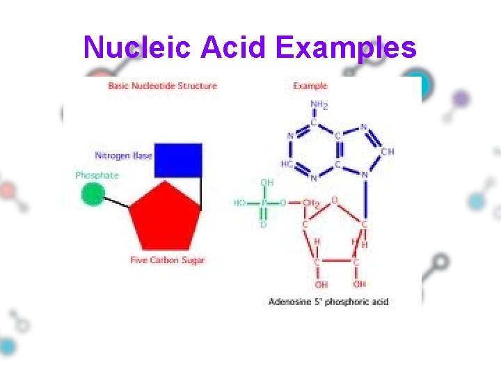 Nucleic Acid Examples 