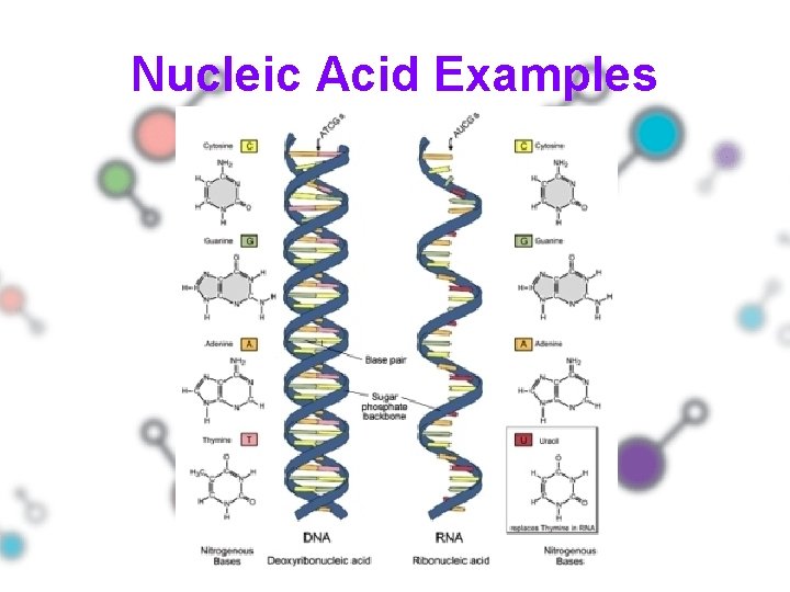 Nucleic Acid Examples 