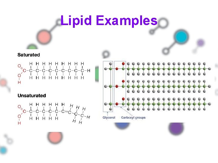 Lipid Examples 