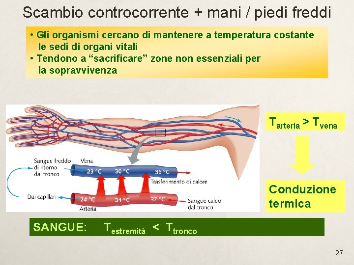 Scambio controcorrente + mani / piedi freddi • Gli organismi cercano di mantenere a