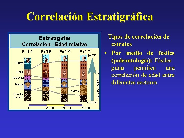 Correlación Estratigráfica Tipos de correlación de estratos • Por medio de fósiles (paleontología): Fósiles