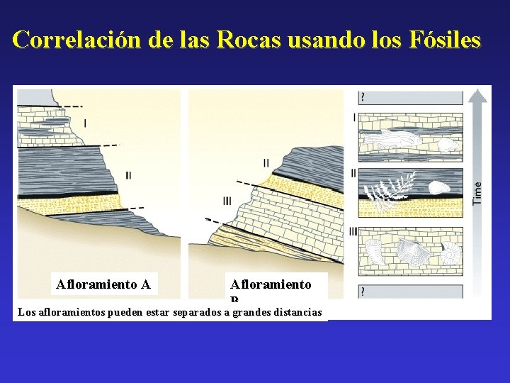 Correlación de las Rocas usando los Fósiles Afloramiento A Afloramiento B Los afloramientos pueden