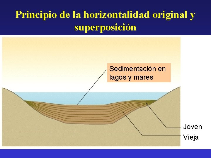 Principio de la horizontalidad original y superposición Sedimentación en lagos y mares Joven Vieja