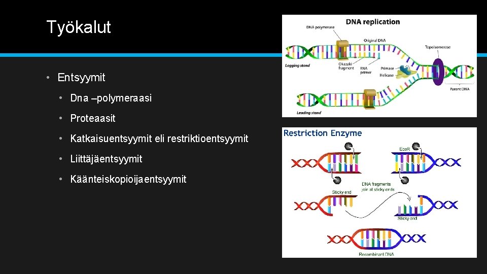 Työkalut • Entsyymit • Dna –polymeraasi • Proteaasit • Katkaisuentsyymit eli restriktioentsyymit • Liittäjäentsyymit