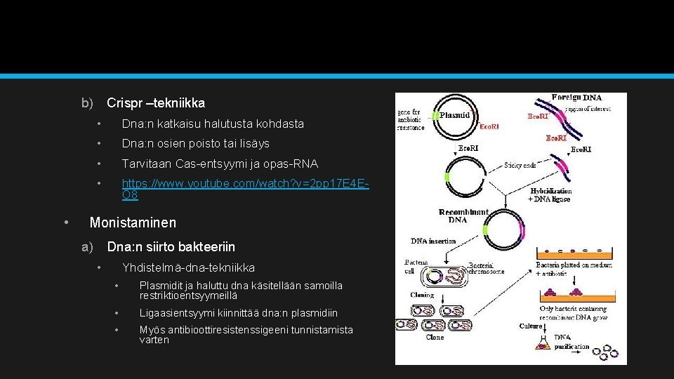 b) Crispr –tekniikka • • Dna: n katkaisu halutusta kohdasta • Dna: n osien