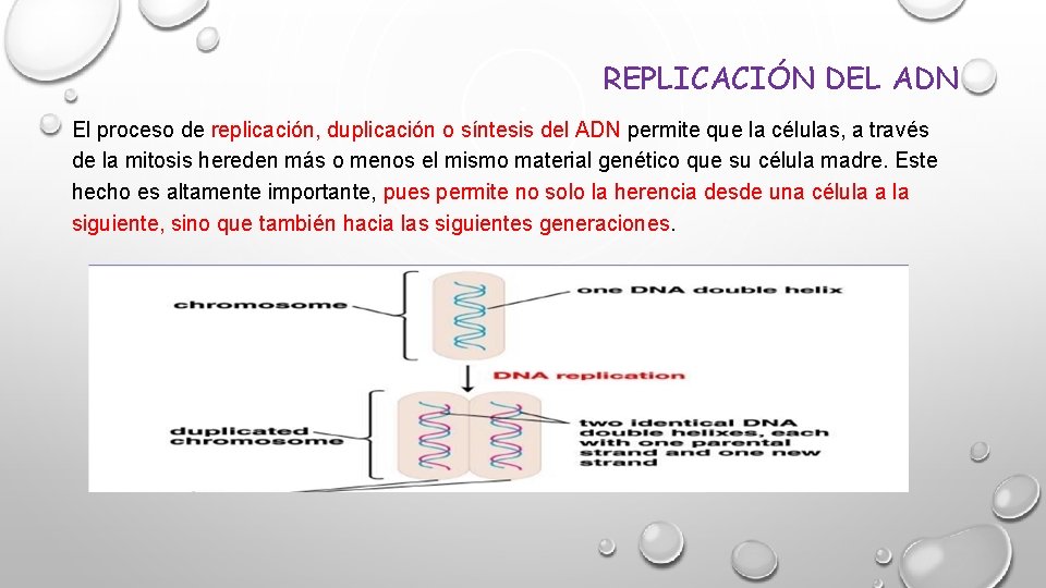 REPLICACIÓN DEL ADN El proceso de replicación, duplicación o síntesis del ADN permite que