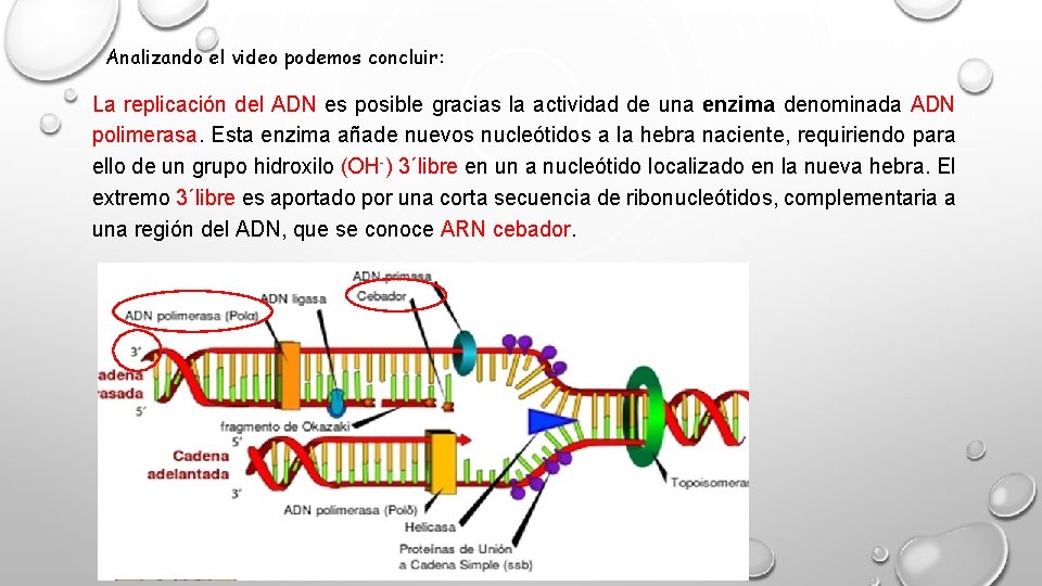 Analizando el video podemos concluir: La replicación del ADN es posible gracias la actividad