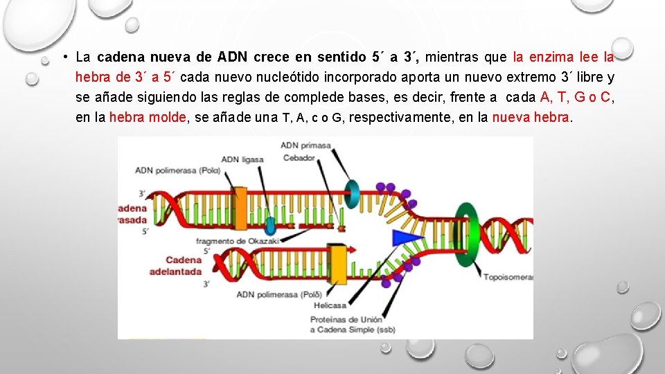  • La cadena nueva de ADN crece en sentido 5´ a 3´, mientras
