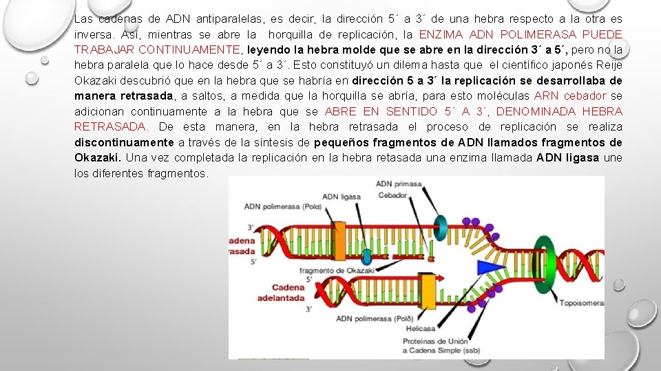 Las cadenas de ADN antiparalelas, es decir, la dirección 5´ a 3´ de una