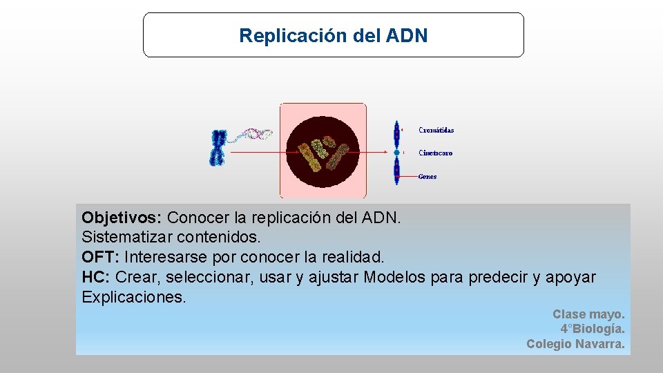 Replicación del ADN Objetivos: Conocer la replicación del ADN. Sistematizar contenidos. OFT: Interesarse por