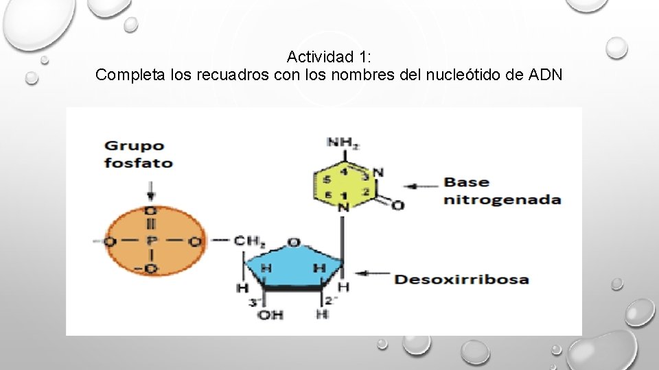 Actividad 1: Completa los recuadros con los nombres del nucleótido de ADN 