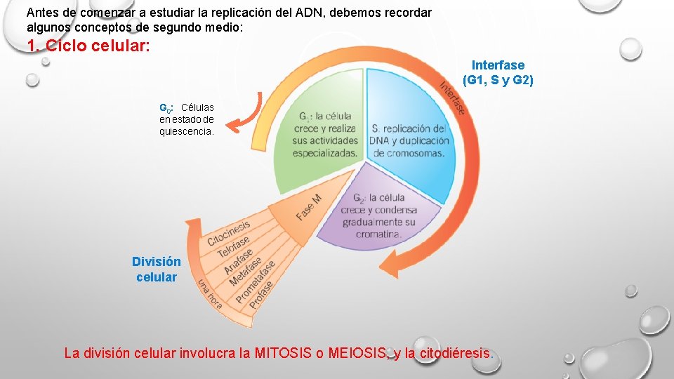 Antes de comenzar a estudiar la replicación del ADN, debemos recordar algunos conceptos de