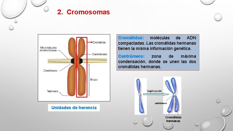 2. Cromosomas Cromátidas: moléculas de ADN compactadas. Las cromátidas hermanas tienen la misma información