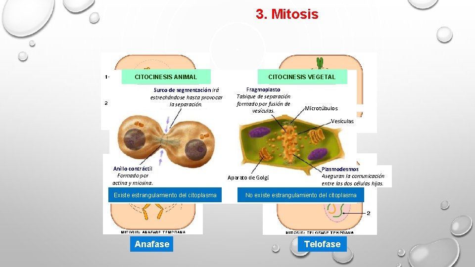 3. Mitosis CITOCINESIS ANIMAL Surco de segmentación irá estrechándose hasta provocar la separación. CITOCINESIS
