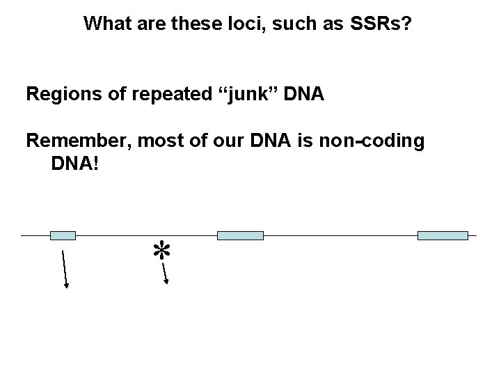 What are these loci, such as SSRs? Regions of repeated “junk” DNA Remember, most