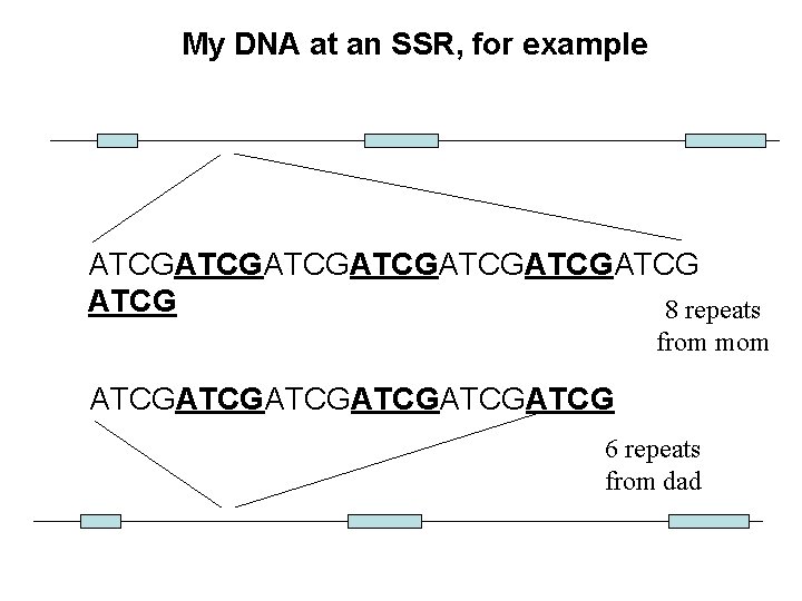 My DNA at an SSR, for example ATCGATCGATCGATCG 8 repeats from mom ATCGATCGATCG 6