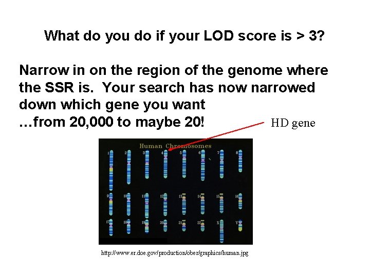 What do you do if your LOD score is > 3? Narrow in on