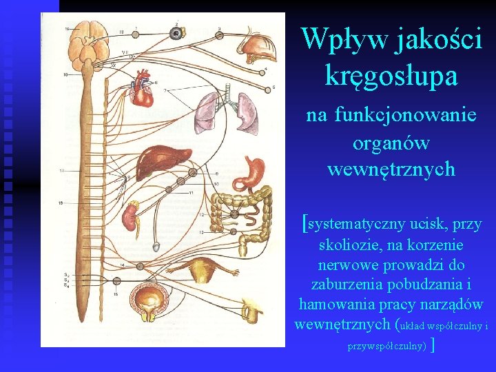 Wpływ jakości kręgosłupa na funkcjonowanie organów wewnętrznych [systematyczny ucisk, przy skoliozie, na korzenie nerwowe