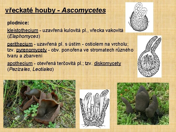 vřeckaté houby - Ascomycetes plodnice: kleistothecium - uzavřená kulovitá pl. , vřecka vakovitá (Elaphomyces)