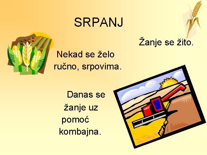 SRPANJ Žanje se žito. Nekad se želo ručno, srpovima. Danas se žanje uz pomoć