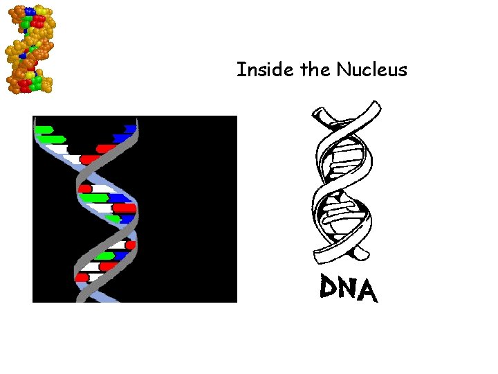 Inside the Nucleus Interest Grabber Go to Section: 