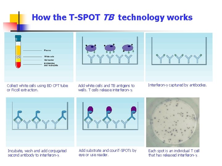 How the T-SPOT TB technology works Collect white cells using BD CPT tube or