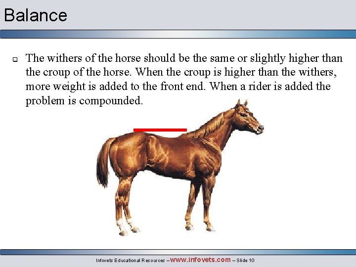 Balance q The withers of the horse should be the same or slightly higher