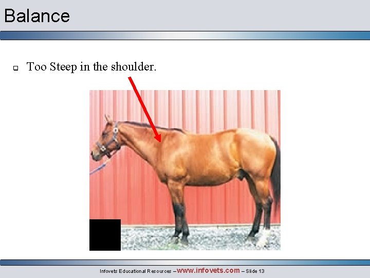 Balance q Too Steep in the shoulder. Infovets Educational Resources – www. infovets. com
