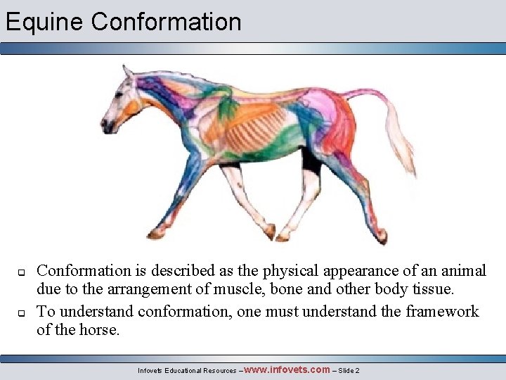 Equine Conformation q q Conformation is described as the physical appearance of an animal