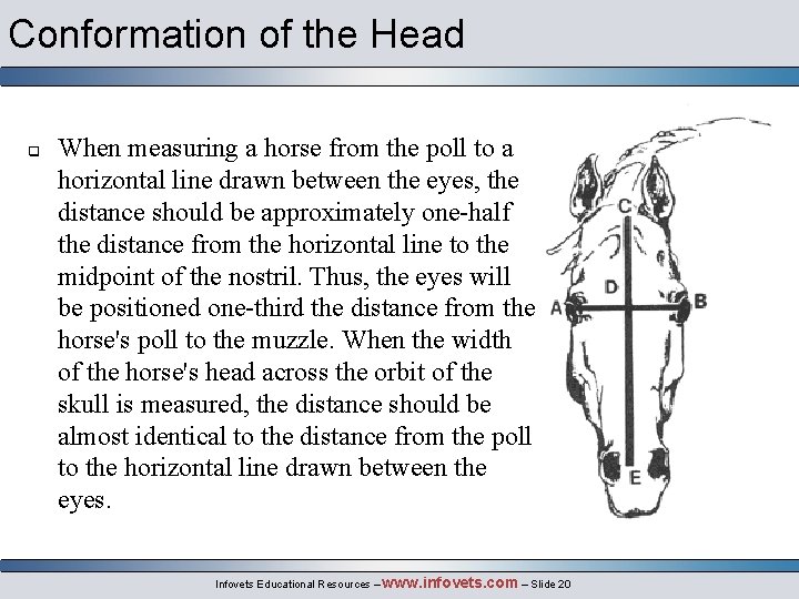 Conformation of the Head q When measuring a horse from the poll to a