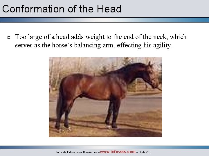 Conformation of the Head q Too large of a head adds weight to the