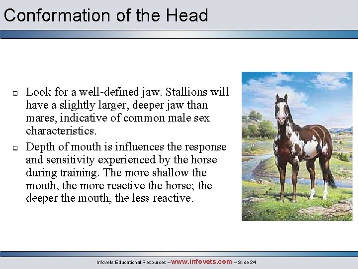Conformation of the Head q q Look for a well-defined jaw. Stallions will have