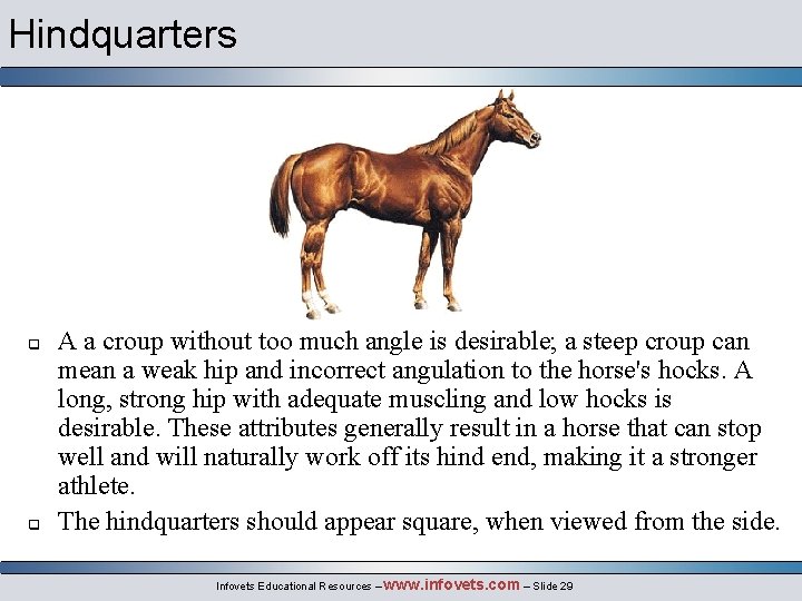 Hindquarters q q A a croup without too much angle is desirable; a steep