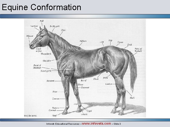 Equine Conformation Infovets Educational Resources – www. infovets. com – Slide 3 