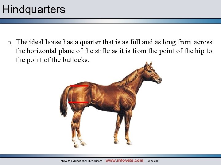 Hindquarters q The ideal horse has a quarter that is as full and as