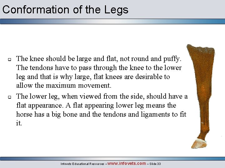Conformation of the Legs q q The knee should be large and flat, not