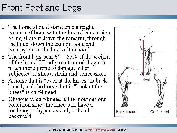 Front Feet and Legs q q The horse should stand on a straight column