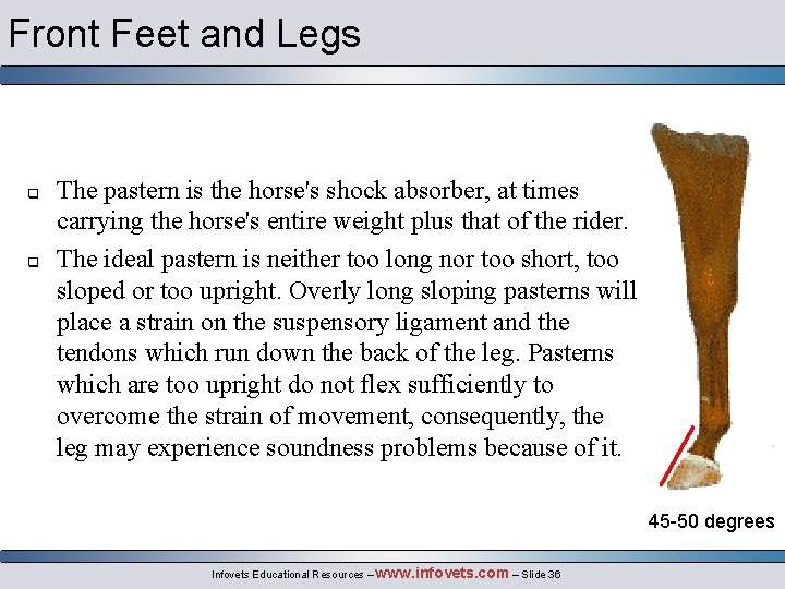 Front Feet and Legs q q The pastern is the horse's shock absorber, at