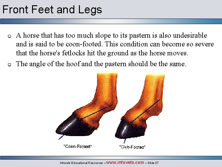 Front Feet and Legs q q A horse that has too much slope to