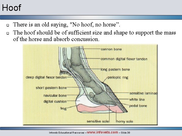Hoof q q There is an old saying, "No hoof, no horse”. The hoof