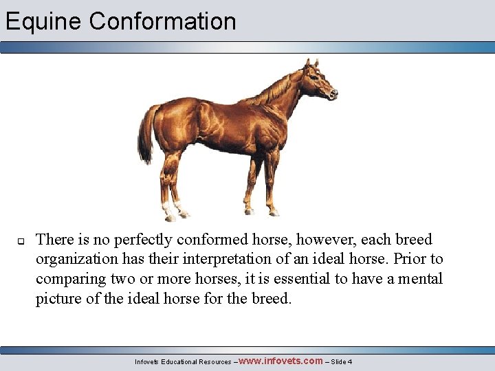 Equine Conformation q There is no perfectly conformed horse, however, each breed organization has