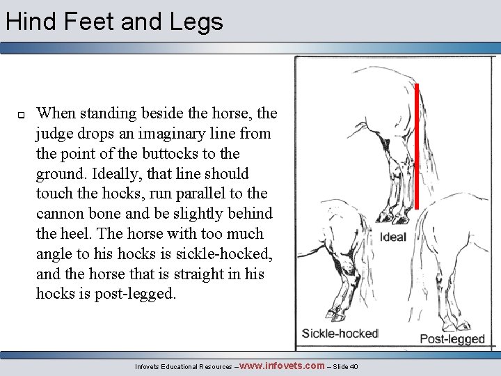 Hind Feet and Legs q When standing beside the horse, the judge drops an