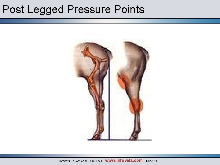 Post Legged Pressure Points Infovets Educational Resources – www. infovets. com – Slide 41