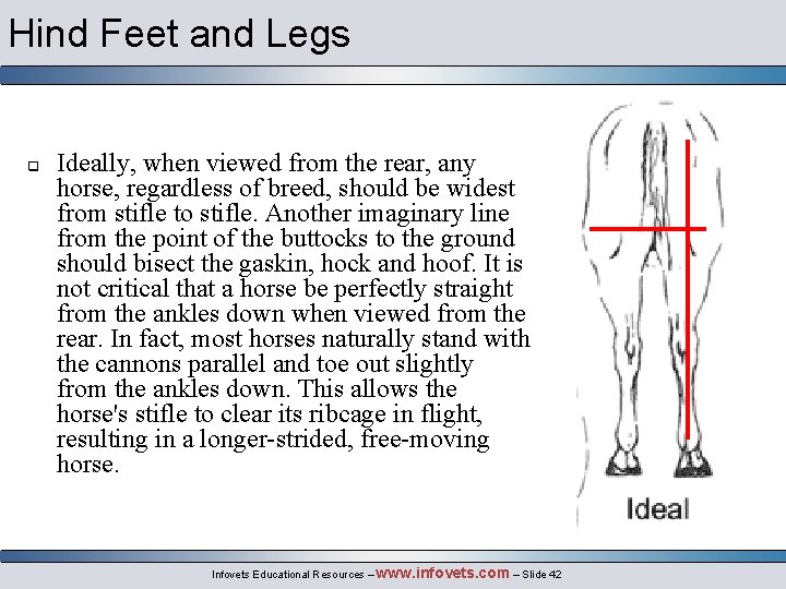 Hind Feet and Legs q Ideally, when viewed from the rear, any horse, regardless