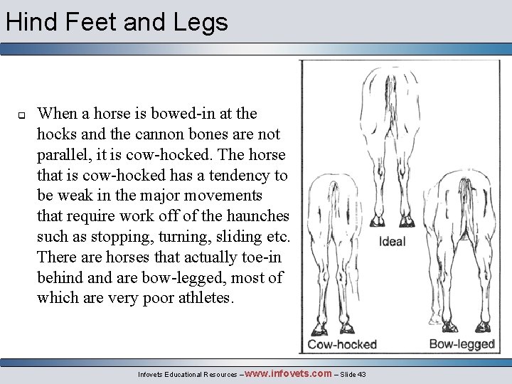 Hind Feet and Legs q When a horse is bowed-in at the hocks and