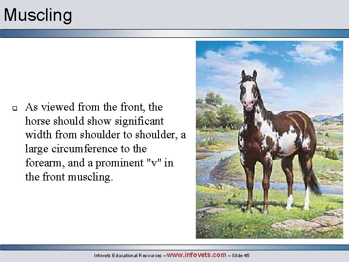 Muscling q As viewed from the front, the horse should show significant width from