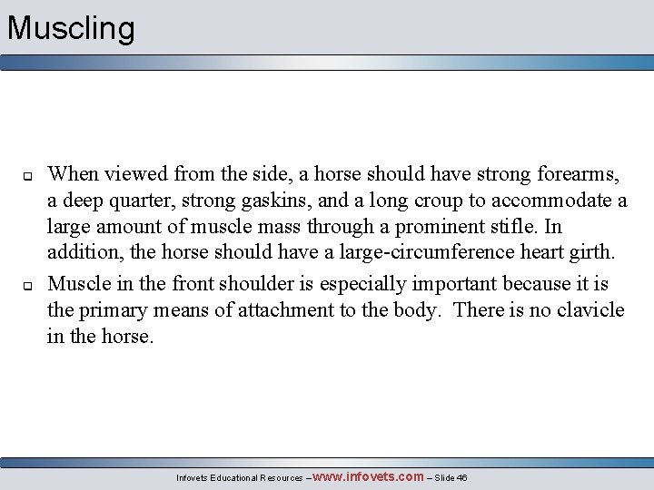 Muscling q q When viewed from the side, a horse should have strong forearms,