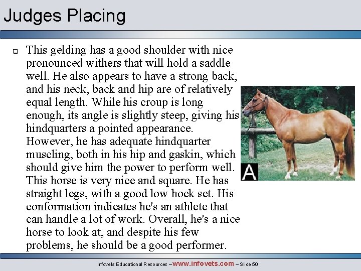 Judges Placing q This gelding has a good shoulder with nice pronounced withers that